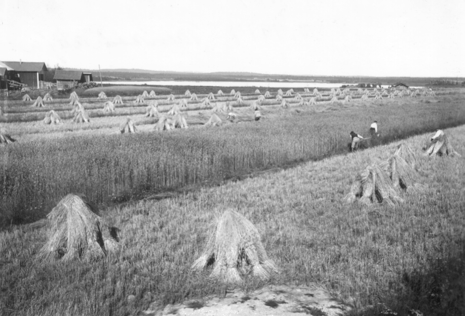 Siilinj�rvi. Kuvausaika: 1914.  Valokuvaaja: Barsokevitz. Kuopion kulttuurihistoriallisen museon kokoelmat.