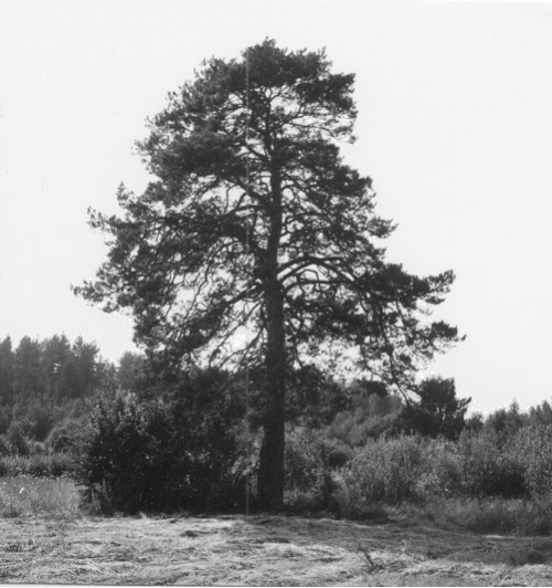 Vehmersalmi, Puutosm�ki, Pirttij�rvi. Karsikkopuu. Kuvausaika: 1973. Valokuvaaja: Rauni S�is�. Kuopion kulttuurihistoriallisen museon kokoelmat.