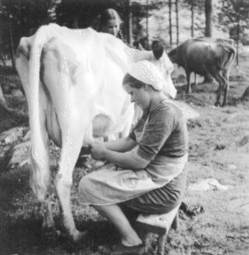 Karjanhoitoa. Kuopion kulttuurihistoriallisen museon kokoelmat.