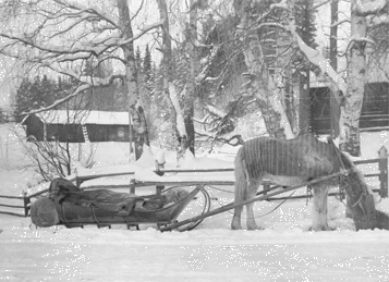 Hevonen tauolla. Kuvausaika: 1920-21. Valokuvaaja: Ahti Rytk�nen. Kuopion kulttuurihistoriallisen museon kokoelmat