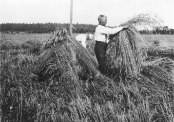 Maaninka, Tuovilanlahti Savola. Hattulyhteen teko. Kuvausaika: 1926-28. Valokuvaaja: Ahti Rytk�nen. Kuopion kulttuurihistoriallisen museon kokoelmat.