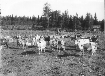 Karjaa laitumella. Kuvausaika: 1906. Valokuvaaja: V. Barsokevitsch. Kuopion kulttuurihistoriallisen museon kokoelmat.
