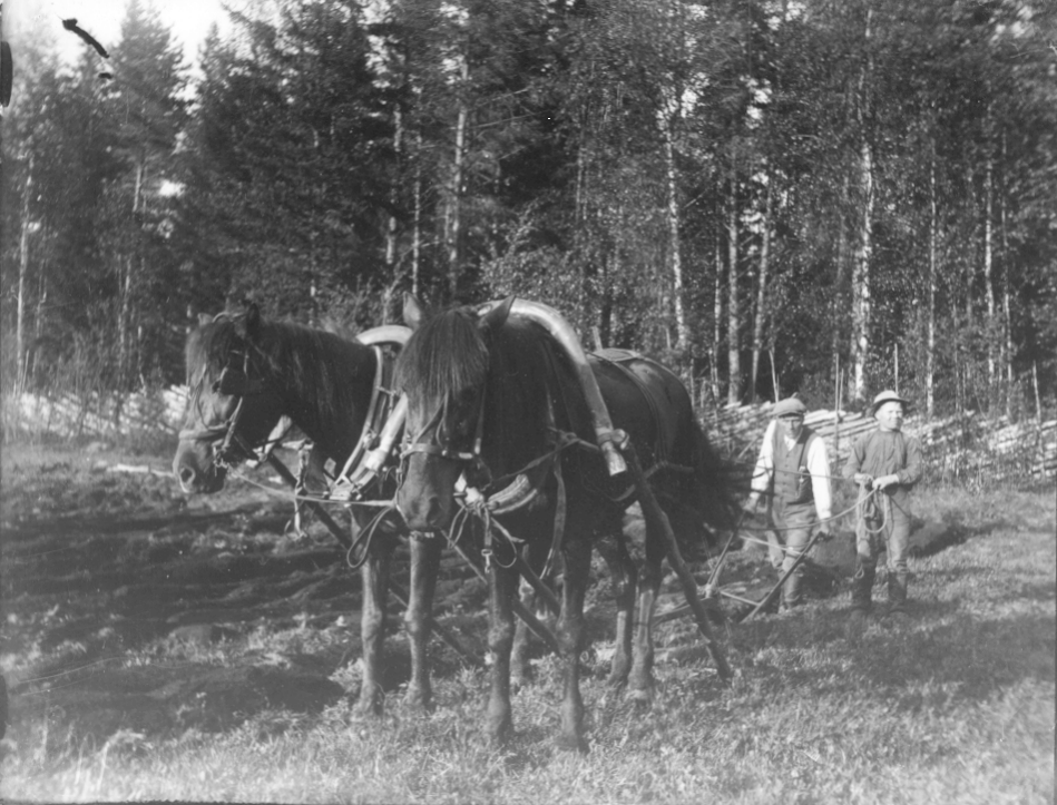 Kynnet��n parihevosella. Kuvausaika: 1930-1. n.. Kuopion kulttuurihistoriallisen museon kokoelmat.